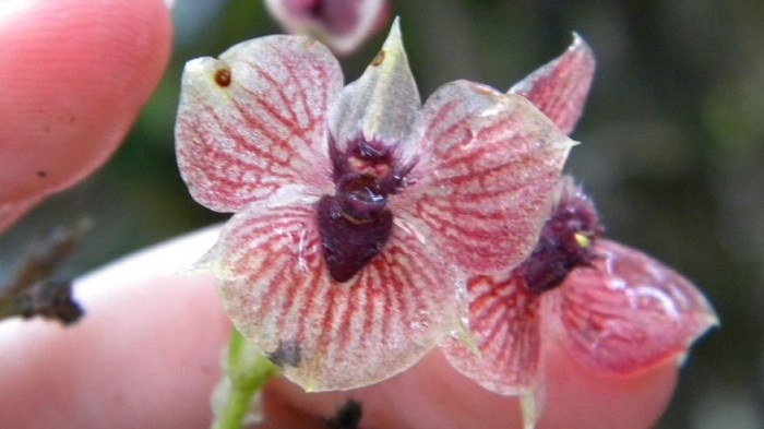 `Demon orchid` has a `devil head` and claw-like petals 
